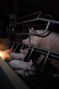 Sow in farrowing crate with piglets - Captured at Midland Bacon, Carag Carag VIC Australia.