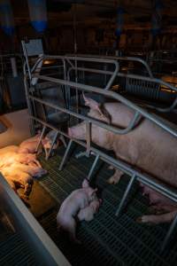 Sow in farrowing crate with piglets - Captured at Midland Bacon, Carag Carag VIC Australia.