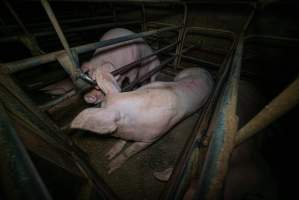 Sows in sow stalls - Captured at Evans Piggery, Sebastian VIC Australia.