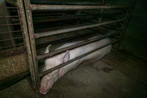 Sow in sow stall - Captured at Evans Piggery, Sebastian VIC Australia.