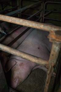 Sow in sow stall - Captured at Evans Piggery, Sebastian VIC Australia.
