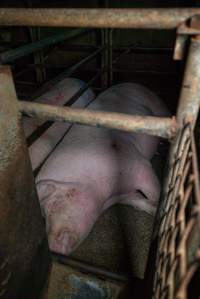 Sow in sow stall - Captured at Evans Piggery, Sebastian VIC Australia.