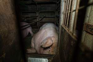 Sow in sow stall - Captured at Evans Piggery, Sebastian VIC Australia.