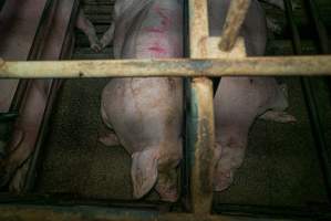 Sows in sow stalls - Captured at Evans Piggery, Sebastian VIC Australia.