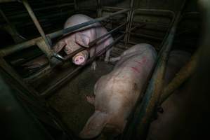 Sows in sow stalls - Captured at Evans Piggery, Sebastian VIC Australia.
