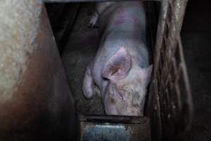 Sow in sow stall - Captured at Evans Piggery, Sebastian VIC Australia.