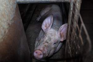 Sow in sow stall - Captured at Evans Piggery, Sebastian VIC Australia.