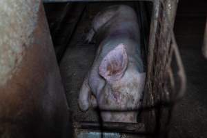 Sow in sow stall - Captured at Evans Piggery, Sebastian VIC Australia.