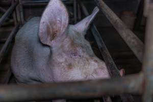 Sow in sow stall - Captured at Evans Piggery, Sebastian VIC Australia.