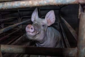 Sow in sow stall - Captured at Evans Piggery, Sebastian VIC Australia.