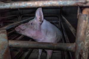 Sow in sow stall - Captured at Evans Piggery, Sebastian VIC Australia.