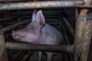 Sow in sow stall - Captured at Evans Piggery, Sebastian VIC Australia.