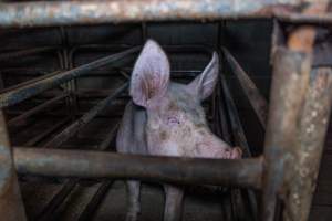 Sow in sow stall - Captured at Evans Piggery, Sebastian VIC Australia.