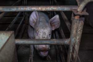 Sow in sow stall - Captured at Evans Piggery, Sebastian VIC Australia.