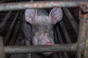 Sow in sow stall - Captured at Evans Piggery, Sebastian VIC Australia.