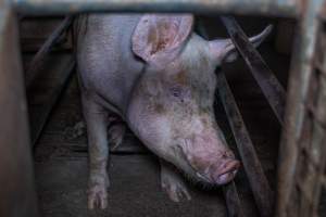 Sow in sow stall - Captured at Evans Piggery, Sebastian VIC Australia.