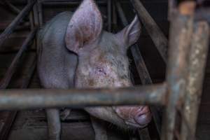 Sow in sow stall - Captured at Evans Piggery, Sebastian VIC Australia.