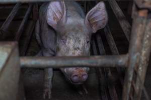 Sow in sow stall - Captured at Evans Piggery, Sebastian VIC Australia.