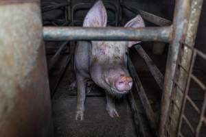 Sow in sow stall - Captured at Evans Piggery, Sebastian VIC Australia.