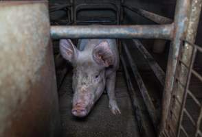 Sow in sow stall - Captured at Evans Piggery, Sebastian VIC Australia.