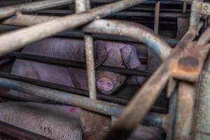 Sow in sow stall - Captured at Evans Piggery, Sebastian VIC Australia.