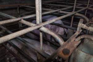 Sow in sow stall - Captured at Evans Piggery, Sebastian VIC Australia.