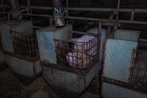 Sow in sow stall - Captured at Evans Piggery, Sebastian VIC Australia.