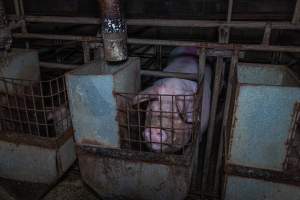 Sow in sow stall - Captured at Evans Piggery, Sebastian VIC Australia.