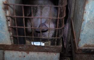 Sow in sow stall - Captured at Evans Piggery, Sebastian VIC Australia.