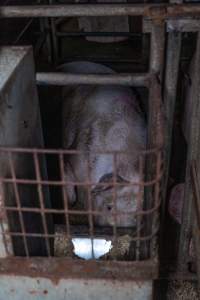 Sow in sow stall - Captured at Evans Piggery, Sebastian VIC Australia.