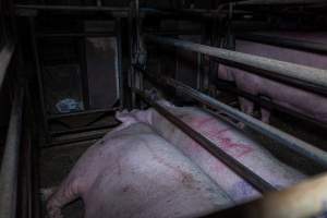 Sows in sow stalls - Captured at Evans Piggery, Sebastian VIC Australia.