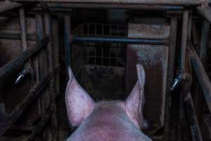 Sow in sow stall - Captured at Evans Piggery, Sebastian VIC Australia.