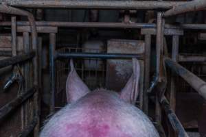 Sow in sow stall - Captured at Evans Piggery, Sebastian VIC Australia.