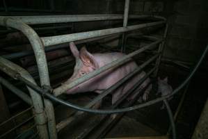 Sow in farrowing crate with piglet - Captured at Evans Piggery, Sebastian VIC Australia.