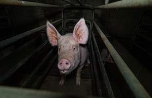 Sow in farrowing crate with piglet - Captured at Evans Piggery, Sebastian VIC Australia.