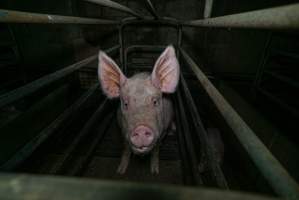 Sow in farrowing crate with piglet - Captured at Evans Piggery, Sebastian VIC Australia.