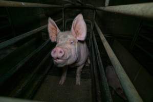 Sow in farrowing crate with piglet - Captured at Evans Piggery, Sebastian VIC Australia.