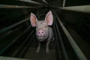 Sow in farrowing crate - Captured at Evans Piggery, Sebastian VIC Australia.