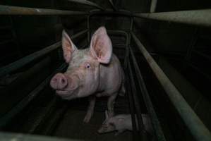 Sow in farrowing crate with piglet - Captured at Evans Piggery, Sebastian VIC Australia.