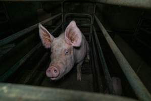 Sow in farrowing crate with piglet - Captured at Evans Piggery, Sebastian VIC Australia.