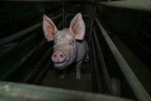 Sow in farrowing crate with piglet - Captured at Evans Piggery, Sebastian VIC Australia.