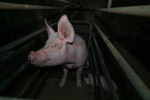 Sow in farrowing crate with piglet - Captured at Evans Piggery, Sebastian VIC Australia.