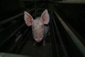 Sow in farrowing crate with piglet - Captured at Evans Piggery, Sebastian VIC Australia.