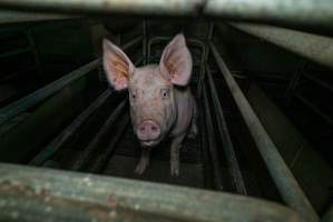 Sow in farrowing crate with piglet - Captured at Evans Piggery, Sebastian VIC Australia.