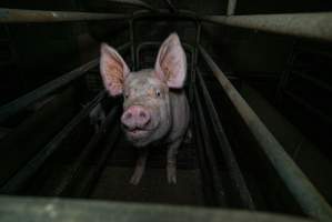 Sow in farrowing crate with piglet - Captured at Evans Piggery, Sebastian VIC Australia.