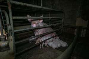 Sow in farrowing crate with piglets - Captured at Evans Piggery, Sebastian VIC Australia.