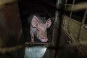 Sow in farrowing crate with piglets - Captured at Evans Piggery, Sebastian VIC Australia.