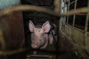 Sow in farrowing crate with piglets - Captured at Evans Piggery, Sebastian VIC Australia.