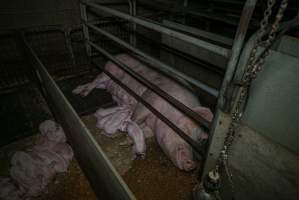 Sow in farrowing crate with piglets - Captured at Evans Piggery, Sebastian VIC Australia.