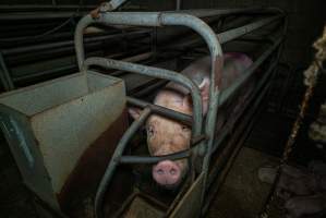 Sow in farrowing crate with piglets - Captured at Evans Piggery, Sebastian VIC Australia.